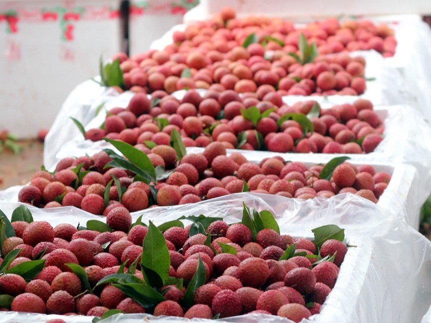 Một số lưu ý khi xuất khẩu trái cây sang Trung Quốc