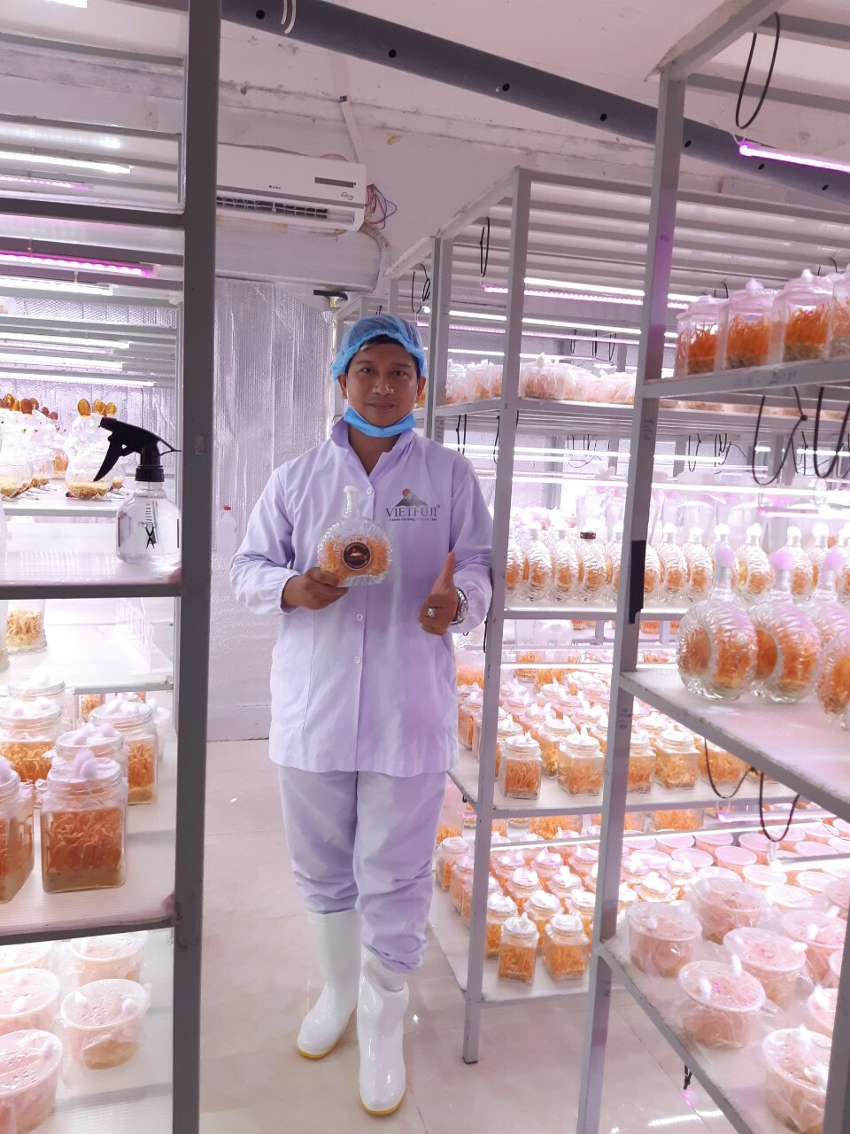 Đông trùng hạ thảo Vietfuji chất lượng tiệm cận Tây Tạng