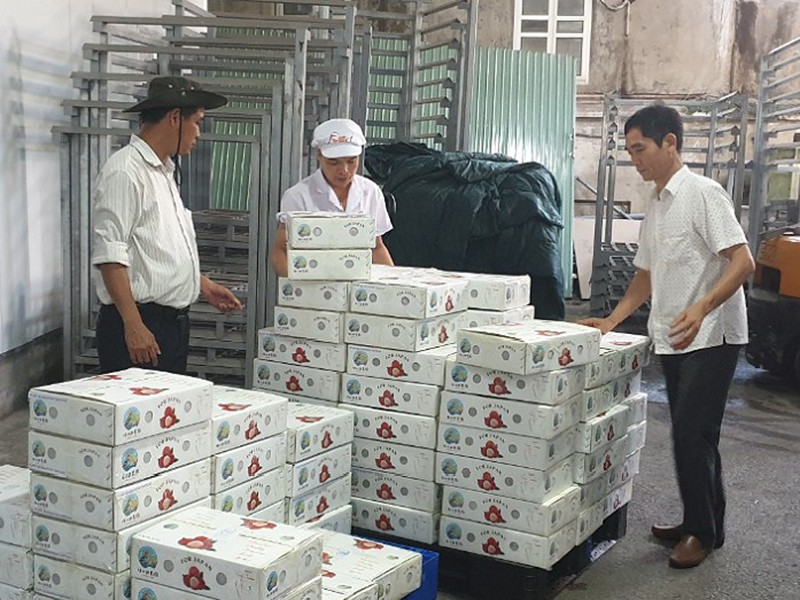 Xử lý phản ánh về chi phí vận chuyển nội địa đối với hàng nông sản