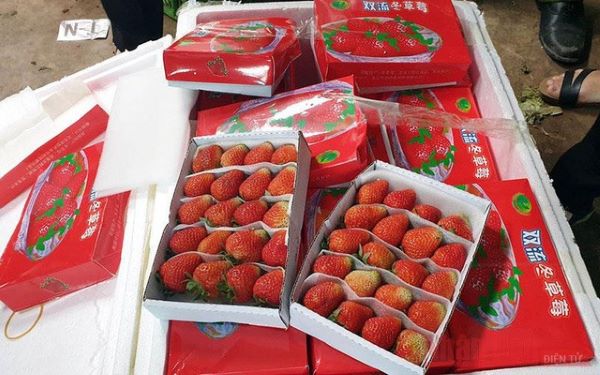 Tạm giữ 3,5 tấn dâu tây không rõ nguồn gốc 'tuồn' vào Đà Lạt