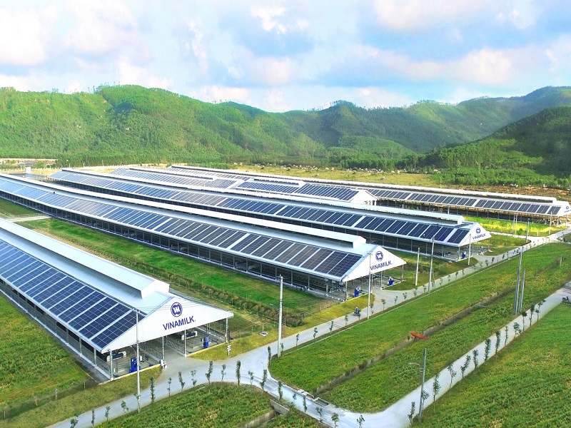 12 trang trại bò sữa 4.0 của Vinamilk được triển khai dùng năng lượng mặt trời