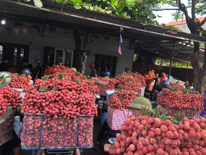 xuat khau vai thieu xuất khẩu vải thiều