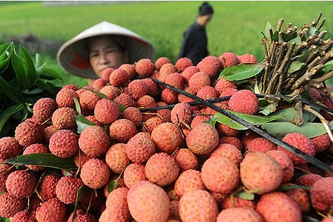 Bắc Giang đề nghị Bộ Công thương hỗ trợ tiêu thụ vải thiều trên Tiki, Sendo