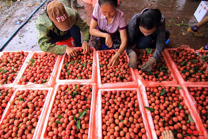 Đã xuất khẩu trên 3.600 tấn quả vải tươi sang Trung Quốc