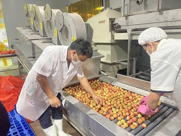 15 tấn vải thiều Bắc Giang lên đường xuất khẩu sang Nhật Bản