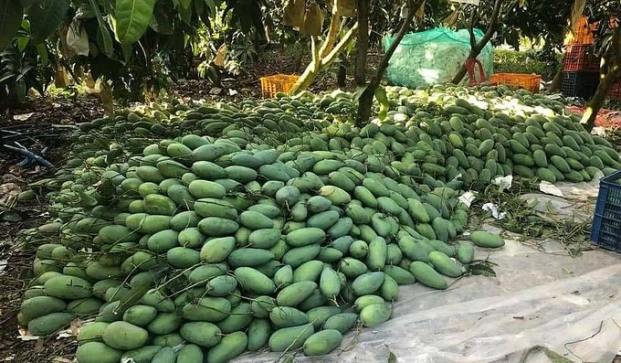 Giá xoài thấp"chạm đáy" vẫn không có người mua