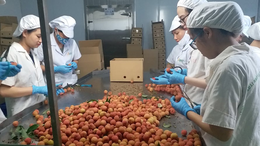 Ưu tiên cấp C/O sớm nhất cho nông sản xuất khẩu có thời gian thu hoạch ngắn