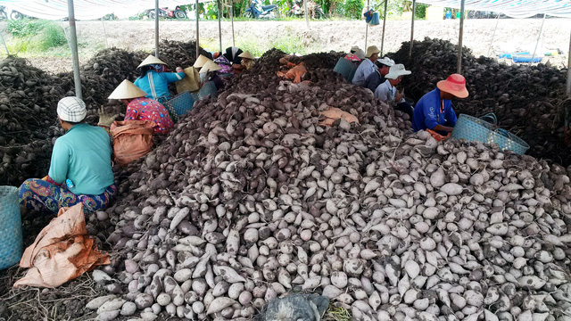 Người dân Vĩnh Long "khốn đốn" vì giá khoai lang tím chỉ 600 đồng/kg