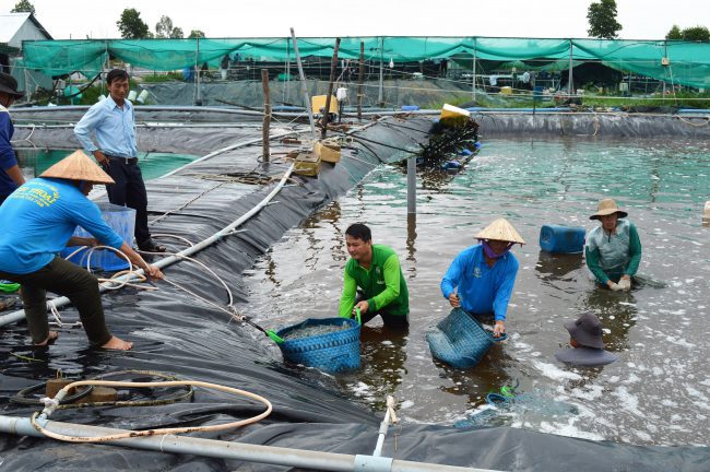 Kiên Giang: Hơn 1.800 ha nuôi tôm bị thiệt hại
