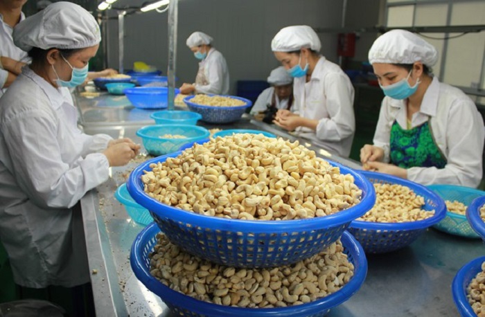 Pháp tăng cường nhập khẩu hạt điều tại Việt Nam