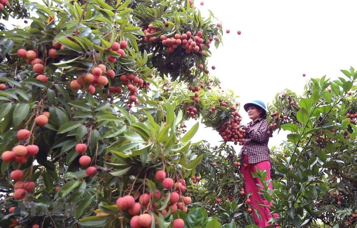 Bắc Giang đề nghị Thủ tướng tạo "làn xanh" cho phương tiện vận chuyển vải thiều