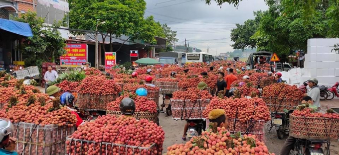 Bắc Giang đã tiêu thụ hết toàn bộ hơn 51.000 tấn vải chín sớm