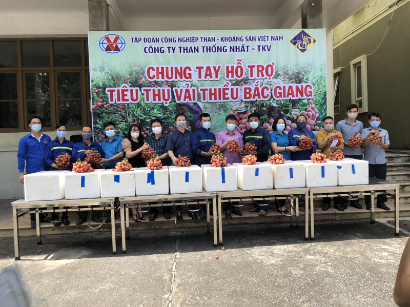Công ty Than Thống Nhất chung tay hỗ trợ tiêu thụ gần 7 tấn vải thiều cho Bắc Giang