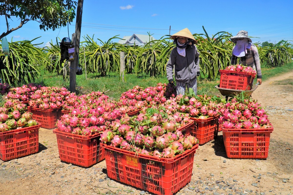 2.54 triệu tấn trái cây tươi của Việt Nam được xuất sang Trung Quốc