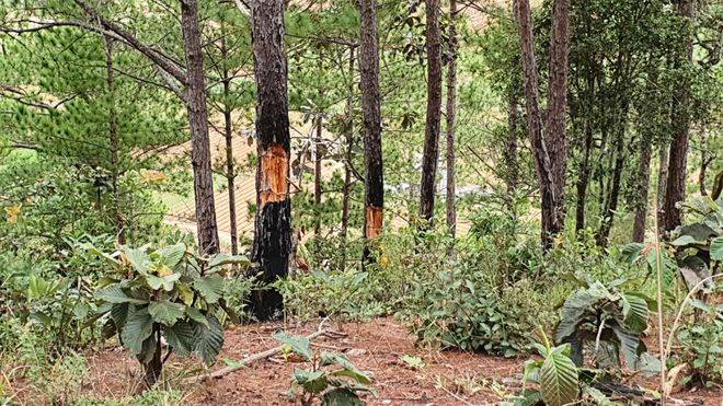 Thu hồi 268ha đất tại dự án Khu nghỉ dưỡng - sân golf Đà Lạt