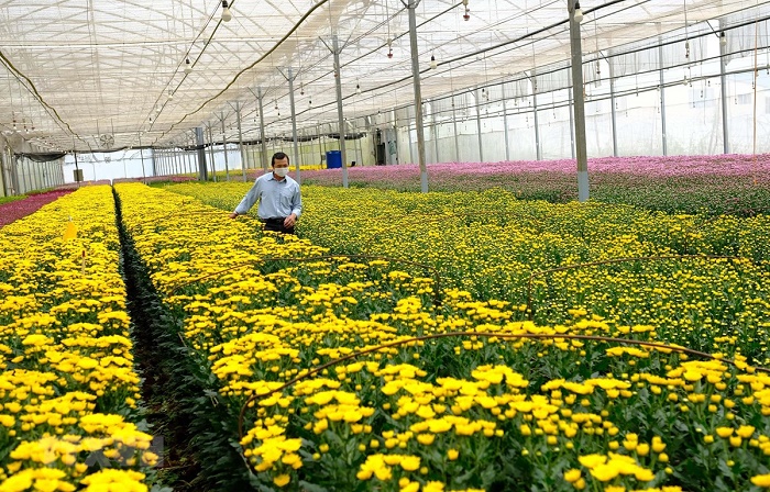 Hoa Đà Lạt xuất khẩu sang Úc gặp trở ngại khiến doanh nghiệp điêu đứng