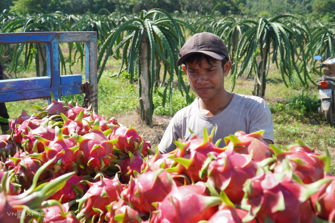 Hàng triệu tấn nông sản Tây Nguyên và Nam bộ đang tìm cửa tiêu thụ