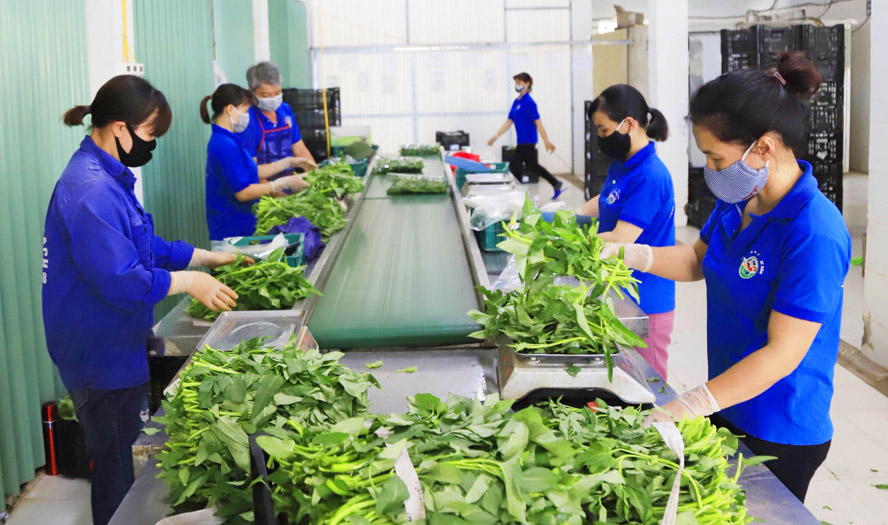 Điều chỉnh kế hoạch sản xuất, tiêu thụ nông sản: Sẵn sàng ứng phó trước dịch bệnh