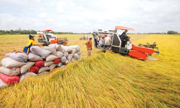 Khẩn trương tháo gỡ khó khăn trong tiêu thụ, xuất khẩu gạo