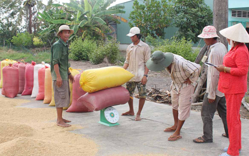 Giá thu mua lúa gạo bắt đầu tăng nhẹ