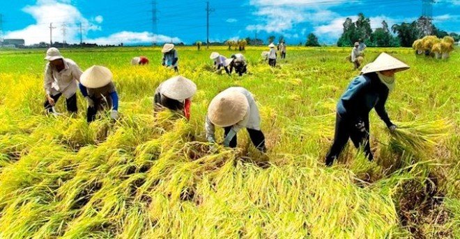 Bảo đảm an ninh lương thực trong mọi tình huống thiên tai, dịch bệnh