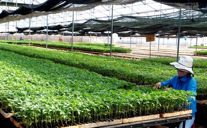 Ngân sách Nhà nước hỗ trợ đầu tư sản xuất giống