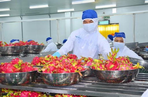 Nâng chất lượng thanh long để mở rộng thị trường xuất khẩu