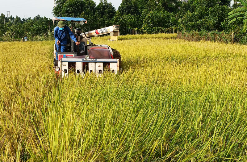 Hà Nội đẩy nhanh thu hoạch lúa mùa
