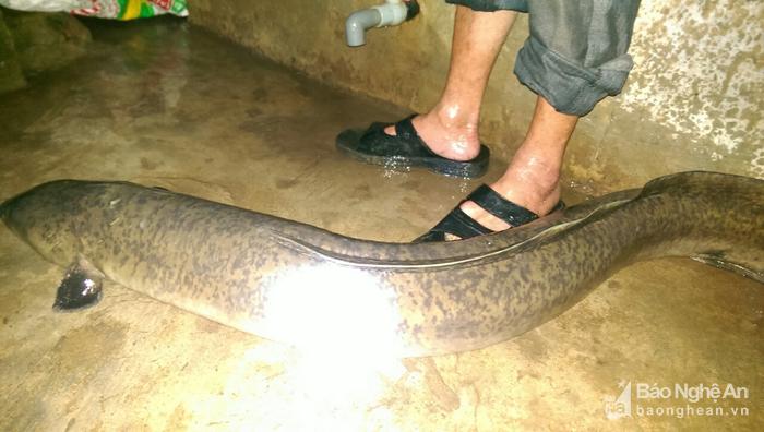 Câu được cá chình 15 kg ở TP Vinh