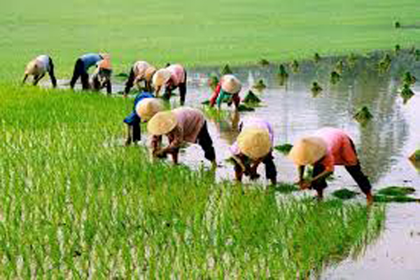 Trên 117.000 ha gieo cấy vụ Đông Xuân đã có nước