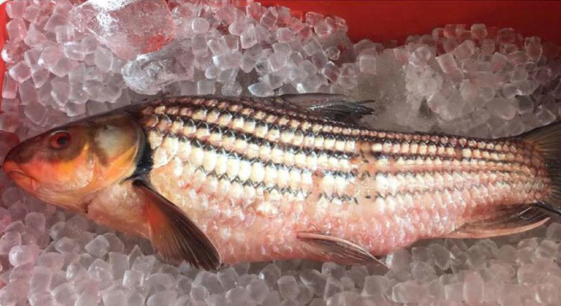 cá sông,cá tiến vua,nhà giàu việt,đặc sản nhà giàu,nồi cá kho,ăn Tết