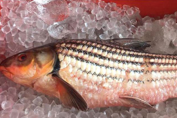 Nồi cá kho 12 triệu đồng