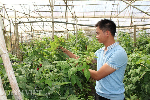 nông dân làm giàu,nông dân tỷ phú,khởi nghiệp nông nghiệp,tỷ phú nông dân,bỏ phố về quê