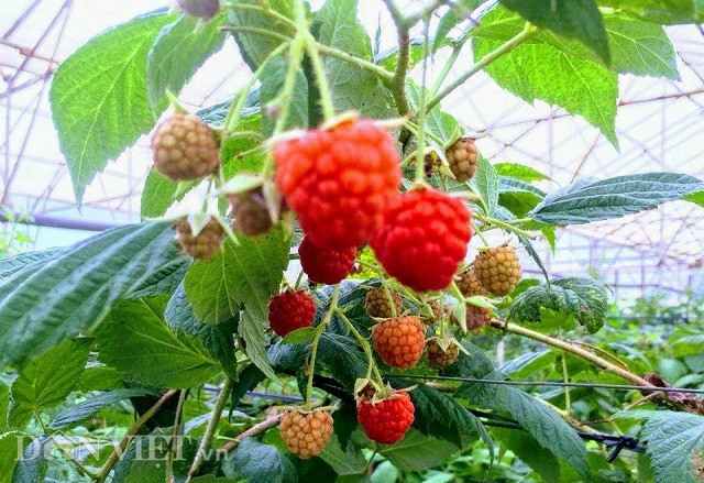 nông dân làm giàu,nông dân tỷ phú,khởi nghiệp nông nghiệp,tỷ phú nông dân,bỏ phố về quê