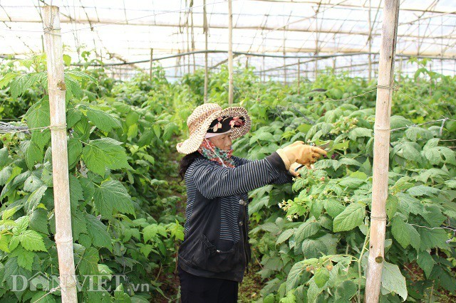 nông dân làm giàu,nông dân tỷ phú,khởi nghiệp nông nghiệp,tỷ phú nông dân,bỏ phố về quê