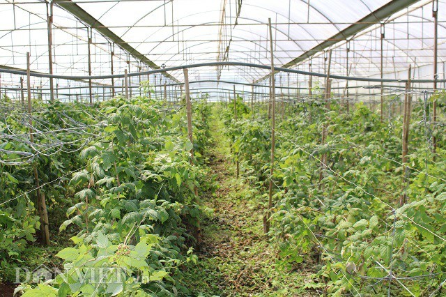 nông dân làm giàu,nông dân tỷ phú,khởi nghiệp nông nghiệp,tỷ phú nông dân,bỏ phố về quê