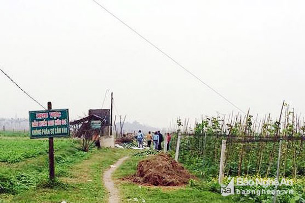 Rau hữu cơ đắt gấp 3 lần, khách vẫn tìm mua tận ruộng