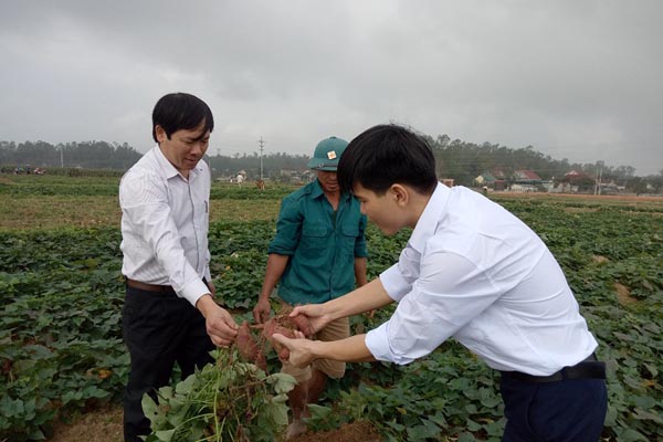 Nông dân Nam Đàn thu 60 triệu đồng/ha từ khoai lang đỏ