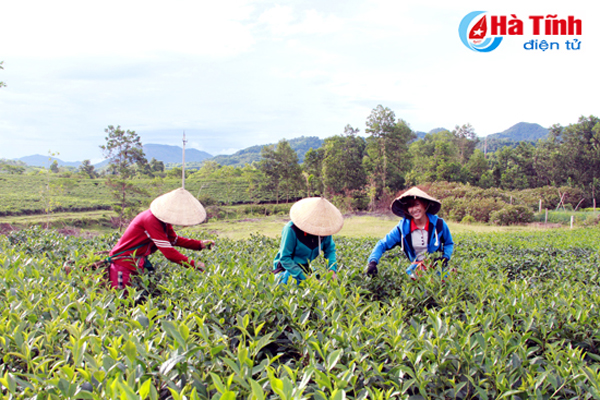 Xanh ngát đồi chè