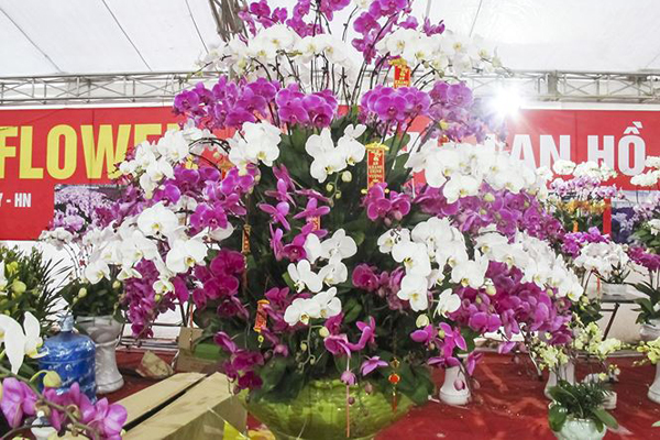 Ngắm chậu lan hồ điệp Đà Lạt 'khủng' giá 70 triệu đồng