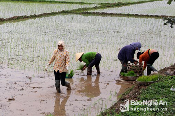 Mặc khuyến cáo, rét dưới 10 độ nông dân vẫn cấy lúa