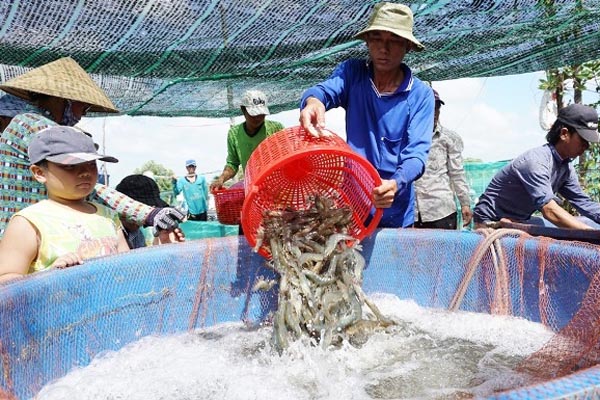 Thu bạc tỷ từ nuôi tôm siêu thâm canh