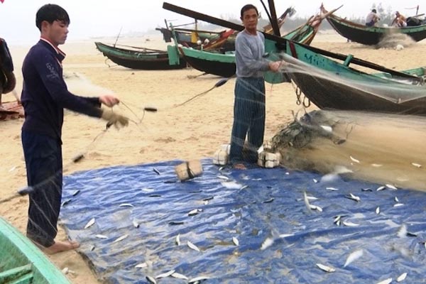 Đầu xuân, ngư dân Quảng Bình được mùa cá trích