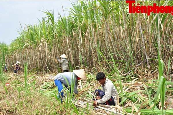 Hàng nghìn héc-ta mía ở Sóc Trăng đang “chết dần”