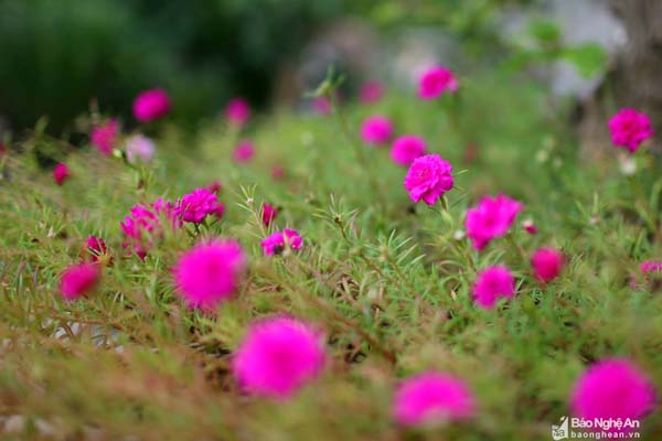 Ngỡ ngàng vẻ đẹp hoa dại quanh ta