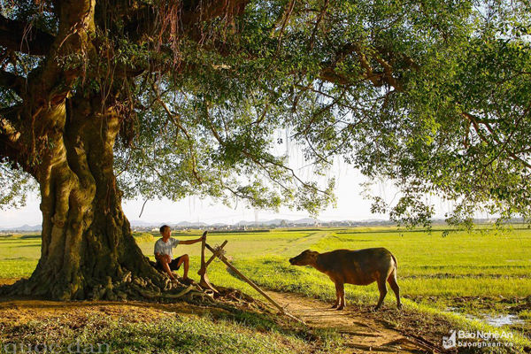 Yên ả chiều quê xứ Nghệ