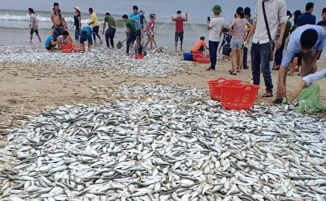 Người dân Hà Tĩnh hò nhau đuổi bắt hàng tấn ‘lộc biển
