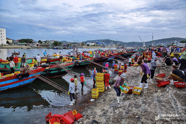 Cận cảnh một trong những bến cá sầm uất nhất Nghệ An