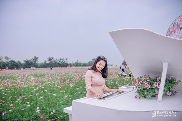Nghệ An: Cánh đồng hoa tam giác mạch đón khách