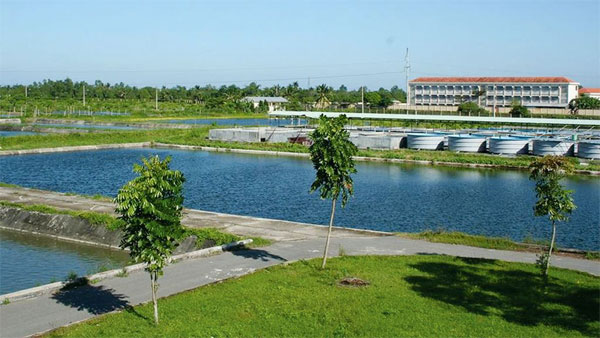 Đấu thầu tại Viện Nghiên cứu nuôi trồng thủy sản II: Không công khai kết quả nhiều gói thầu